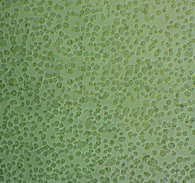 RL cell line人非霍奇金淋巴瘤细胞系