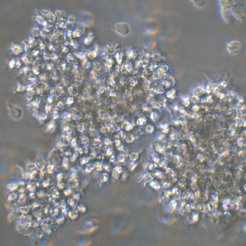 OCI-Ly1 cell line人弥漫大B淋巴瘤细胞系