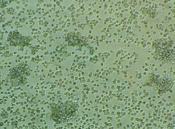 MOLM-14 cell line人急性髓系白血病细胞系