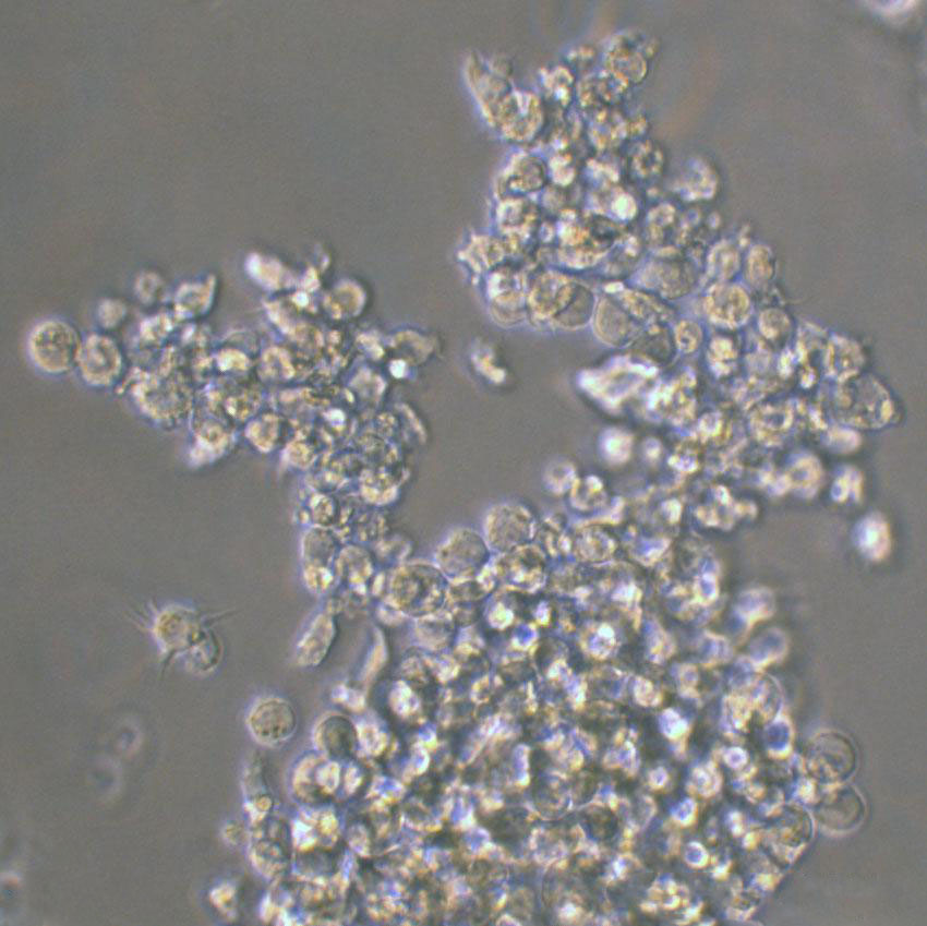 Hs 445 cell line人霍奇金淋巴瘤细胞系