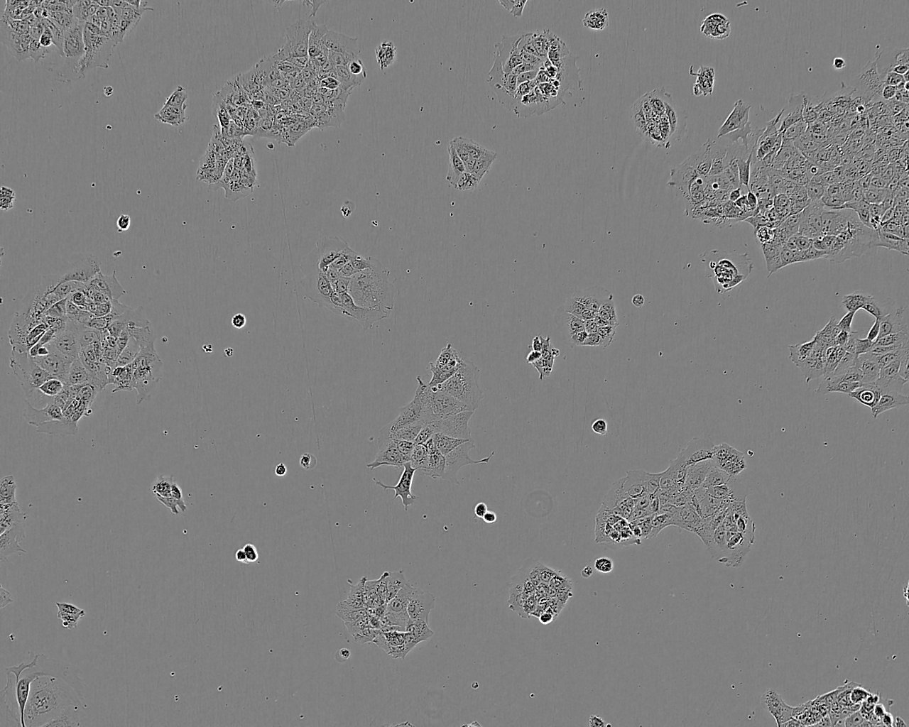 SCC-9 人类鳞状上皮舌癌细胞系