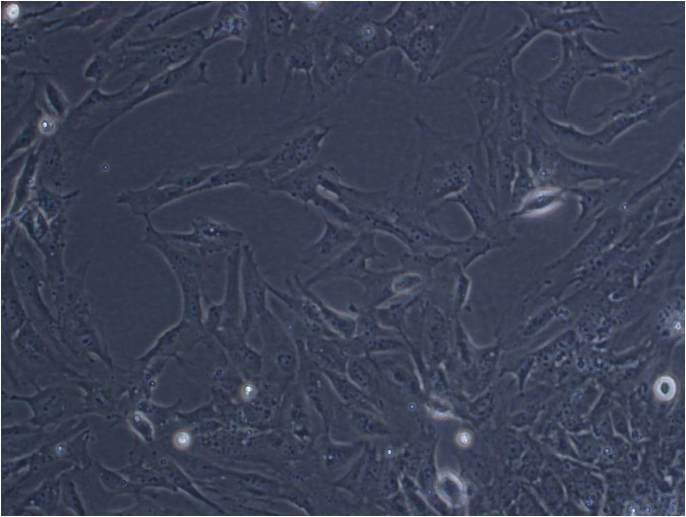 TC-1 [Mouse lung] cell line小鼠肺上皮细胞系