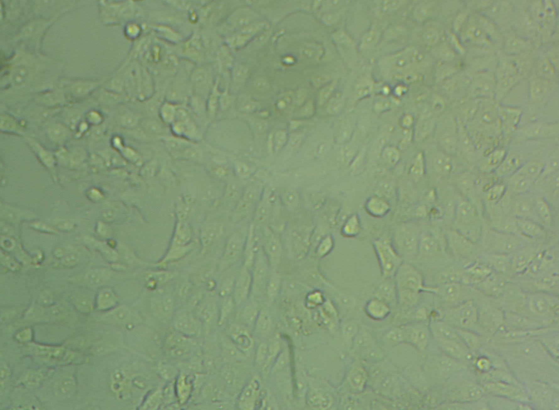 HL-1 小鼠心房肌细胞系