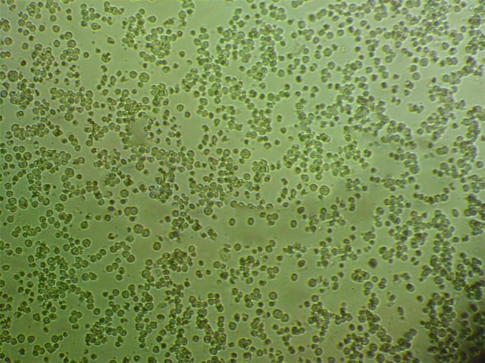 ME-1 [Human leukemia] 人类急性髓系白血病细胞系