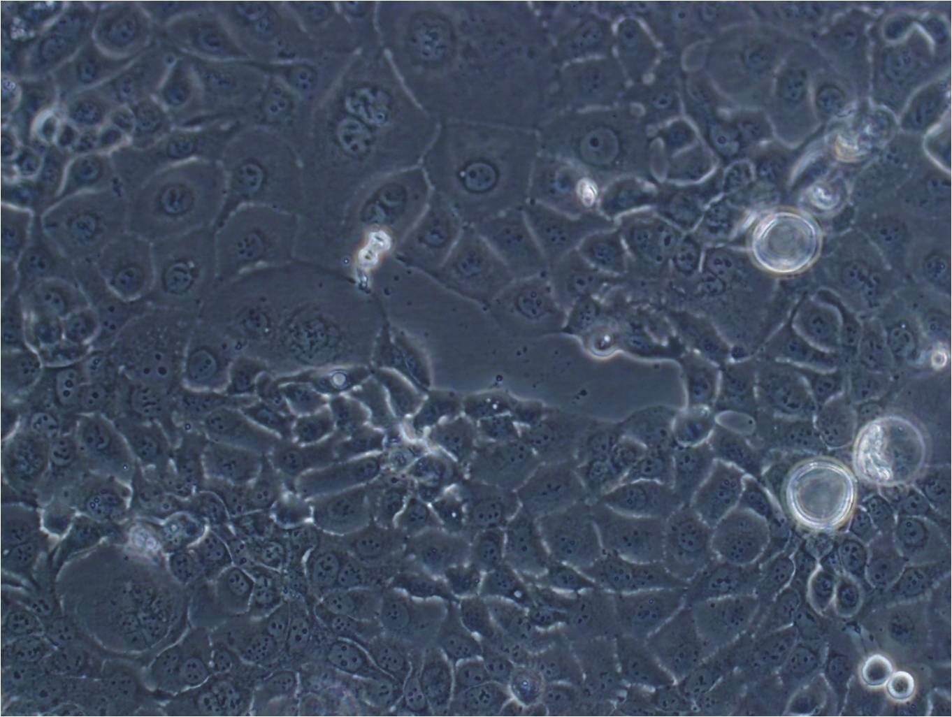 SCC-9 Cells|人类鳞状上皮舌癌细胞系