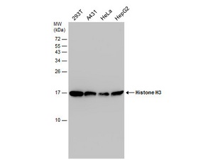 ANTI-HISTONE H3 (PHOSPHO T3,ACETYL K4)抗体