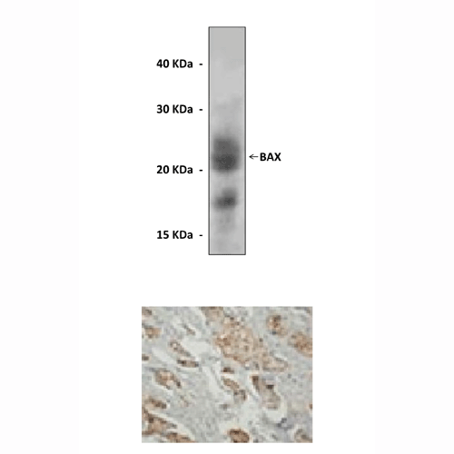 BAX(小鼠来源抗体)