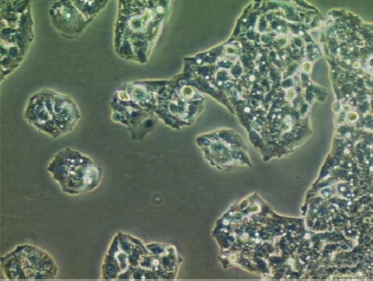 LLC-MK2 Cells|恒河猴肾细胞系