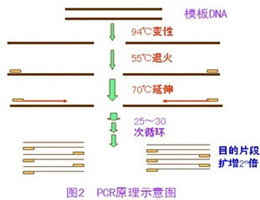 丙型肝炎病毒PCR基因分型测定试剂盒定量试剂盒