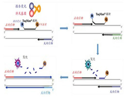 非洲猪瘟病毒PCR 试剂盒