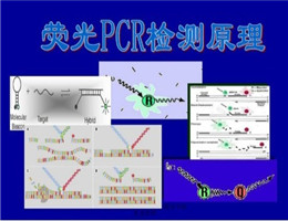 禽痘病毒探针法荧光定量PCR试剂盒