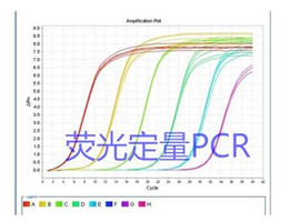 猪附红细胞体（猪嗜血支原体）探针法荧光定量PCR试剂盒