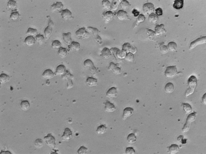 HEL Cell|人红白细胞白血病细胞