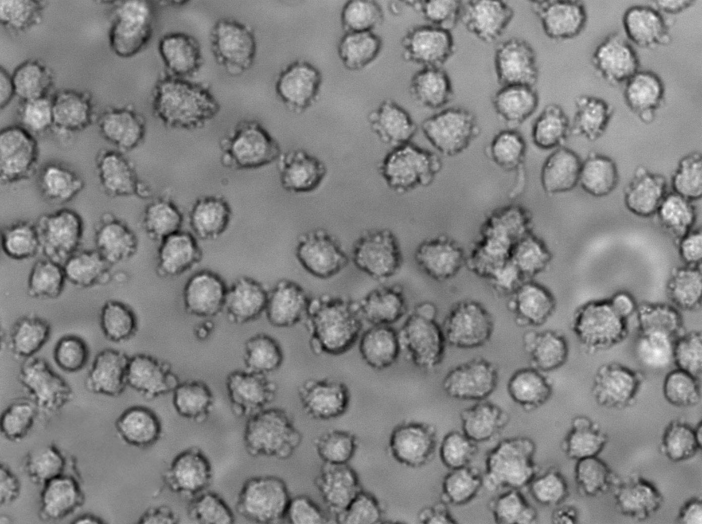 CEM/C1 Cell|人急性淋巴细胞白血病细胞