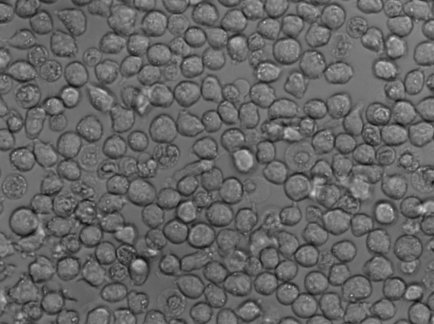 GM12878 Cell|人B淋巴细胞