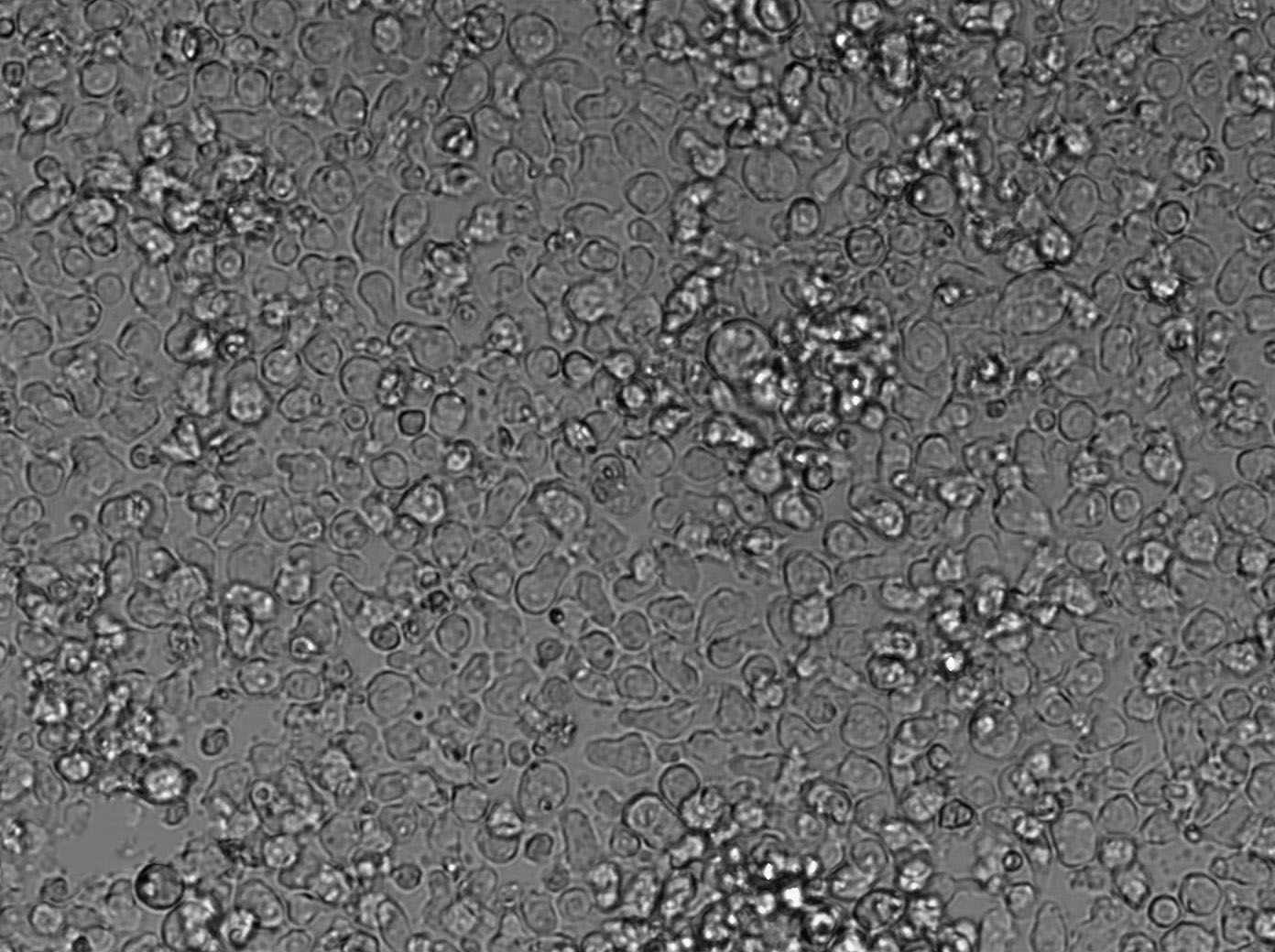 C1498 Cell|小鼠白血病细胞