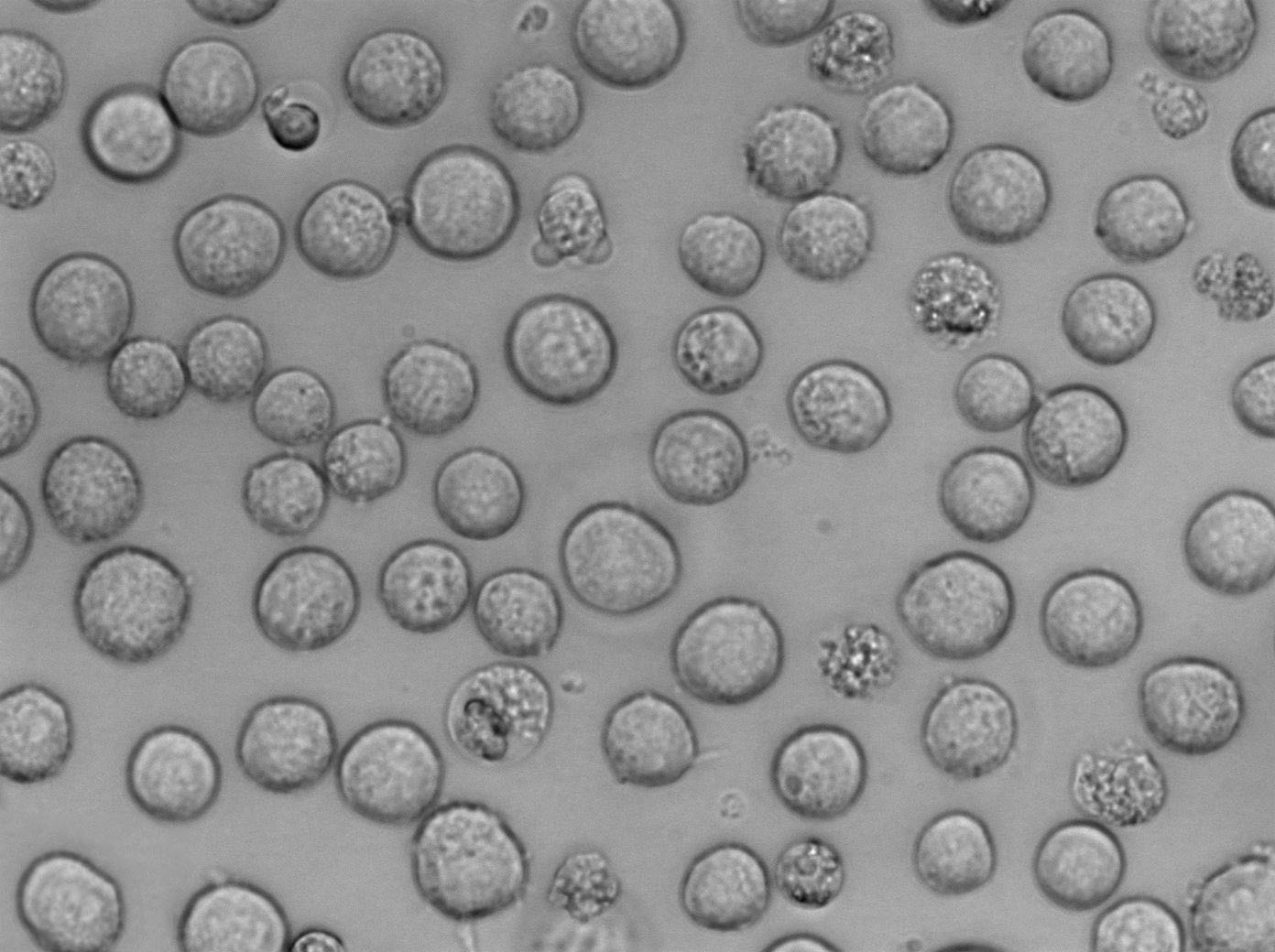 CEMO-1 Cell|人急性B淋巴细胞白血病细胞