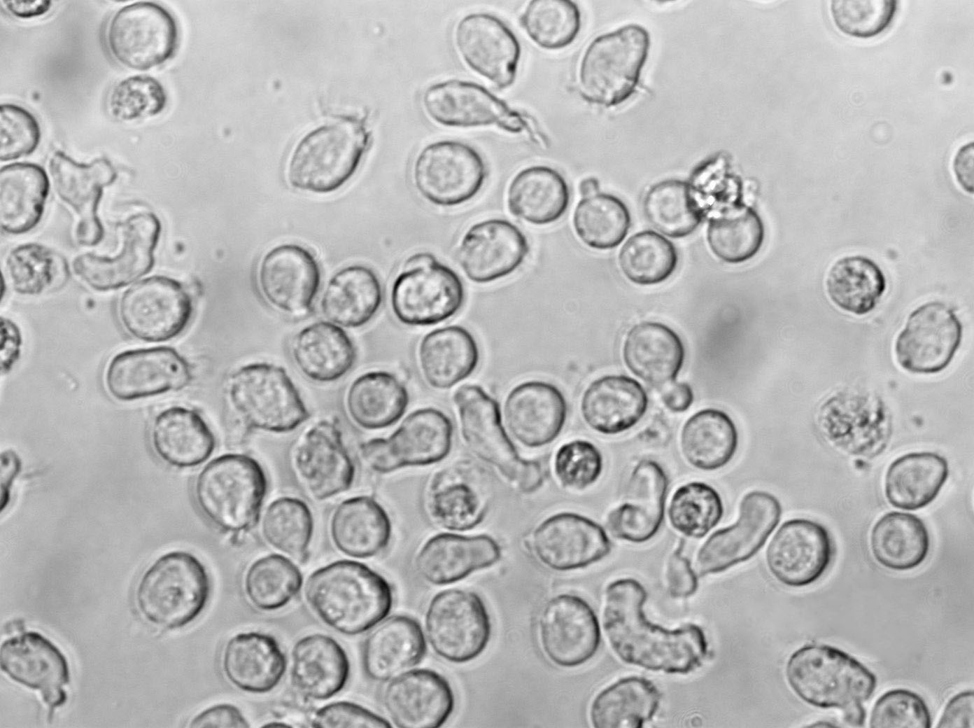 RPMI-7666 Cell|人外周血B淋巴细胞