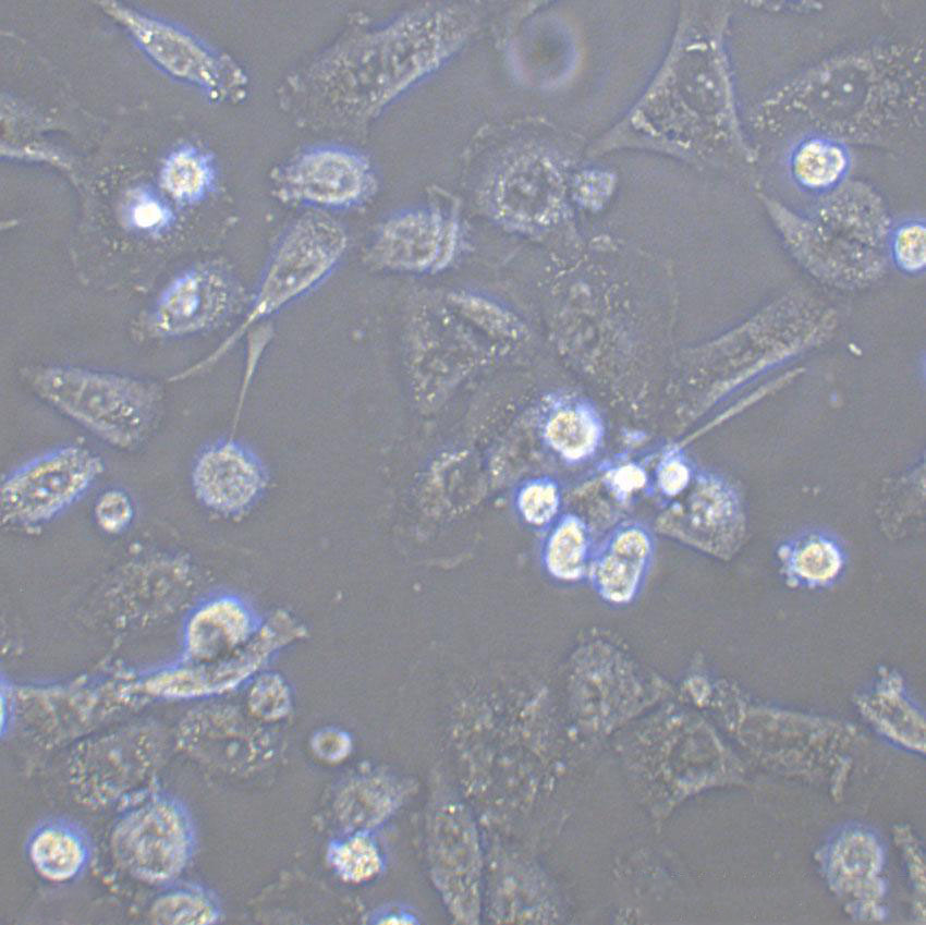 PLA-801D Cell|人高转移肺癌细胞