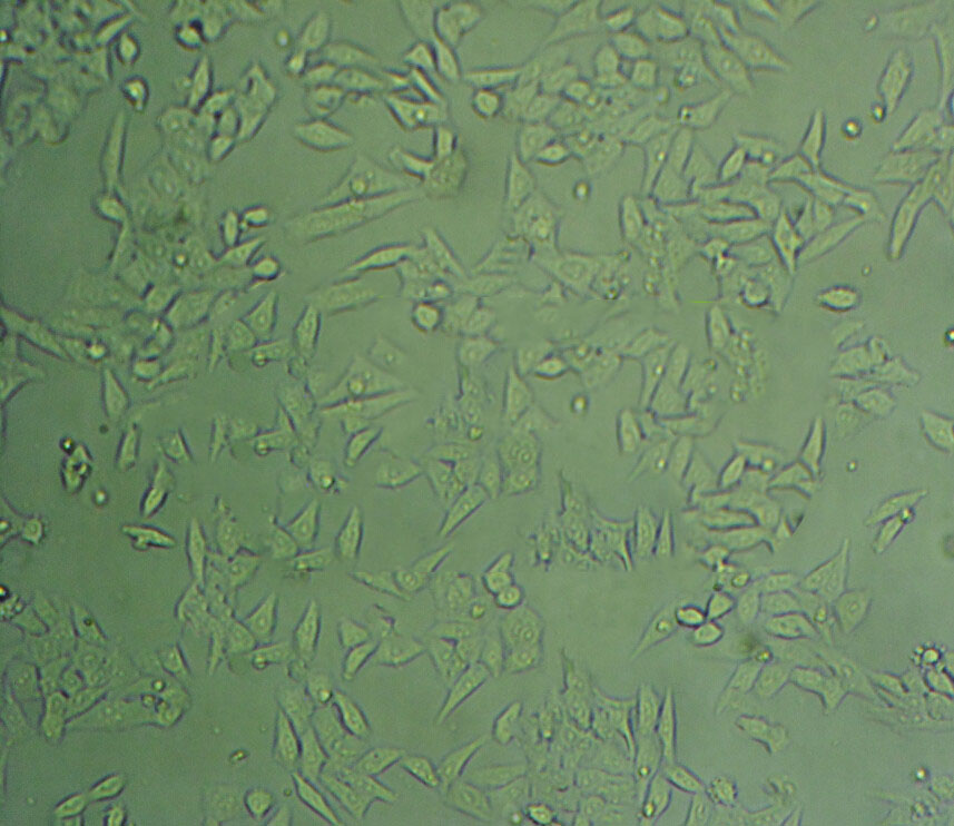 HCC95 Cell|人肺鳞状细胞癌细胞