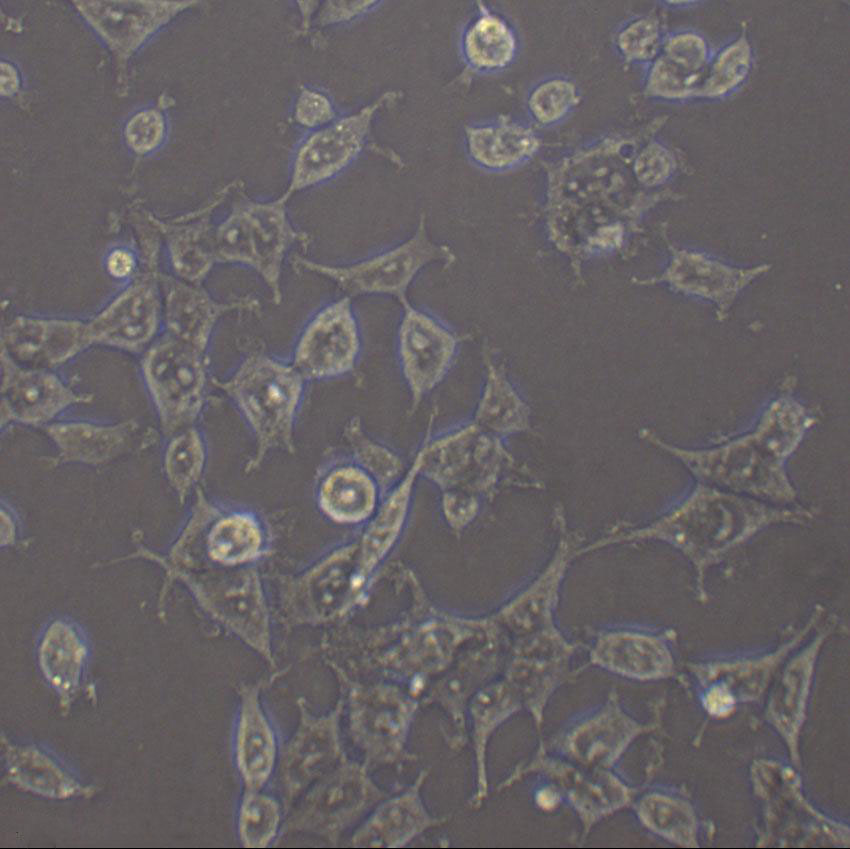 COR-L105 Cell|人原发性非小细胞肺癌细胞