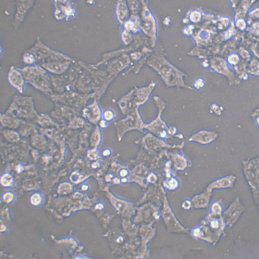 NCI-H2052 Cell|人恶性胸膜间皮瘤细胞