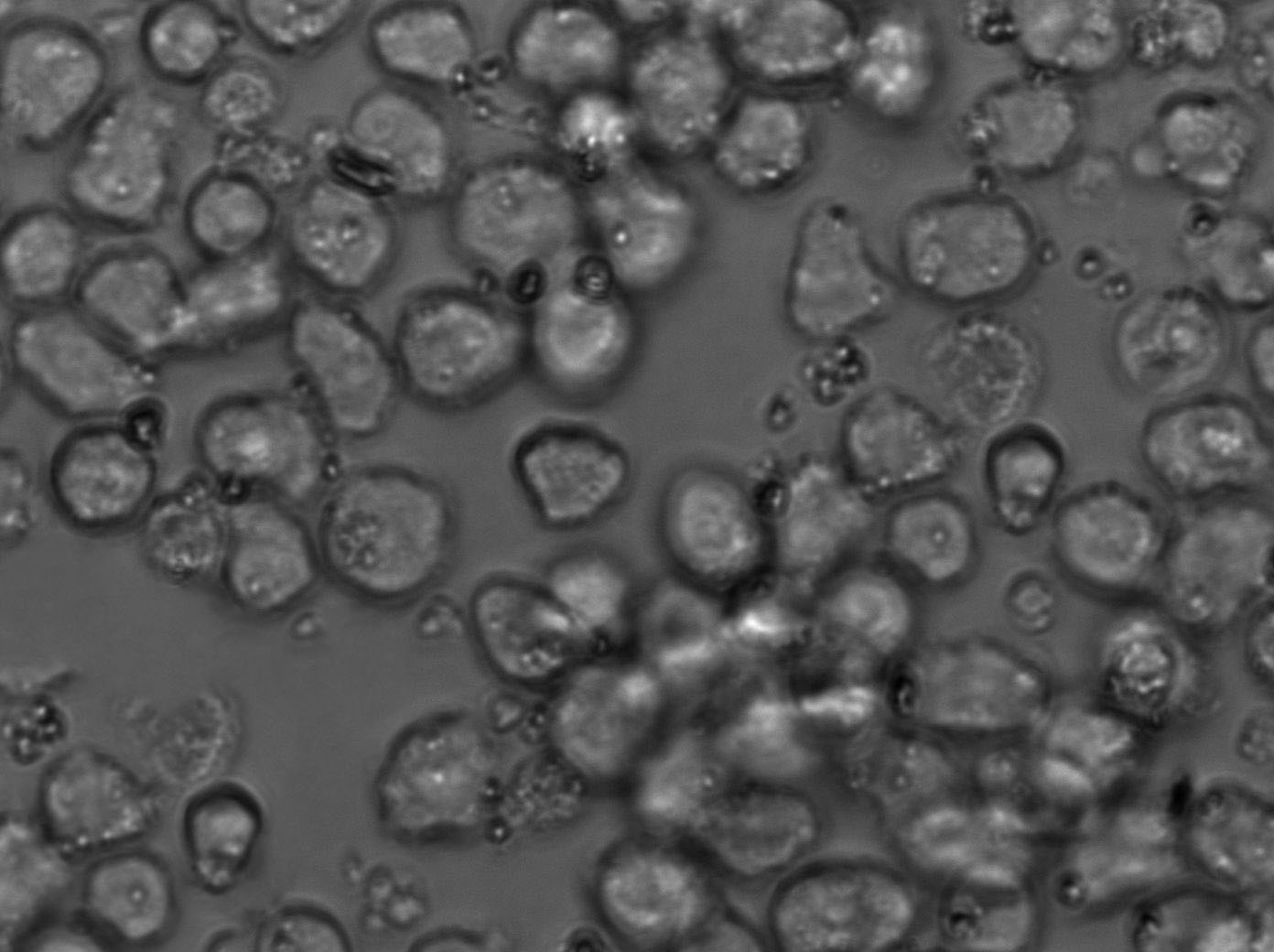 HL-60 Cell Lines:人原髓细胞白血病细胞(STR认证)