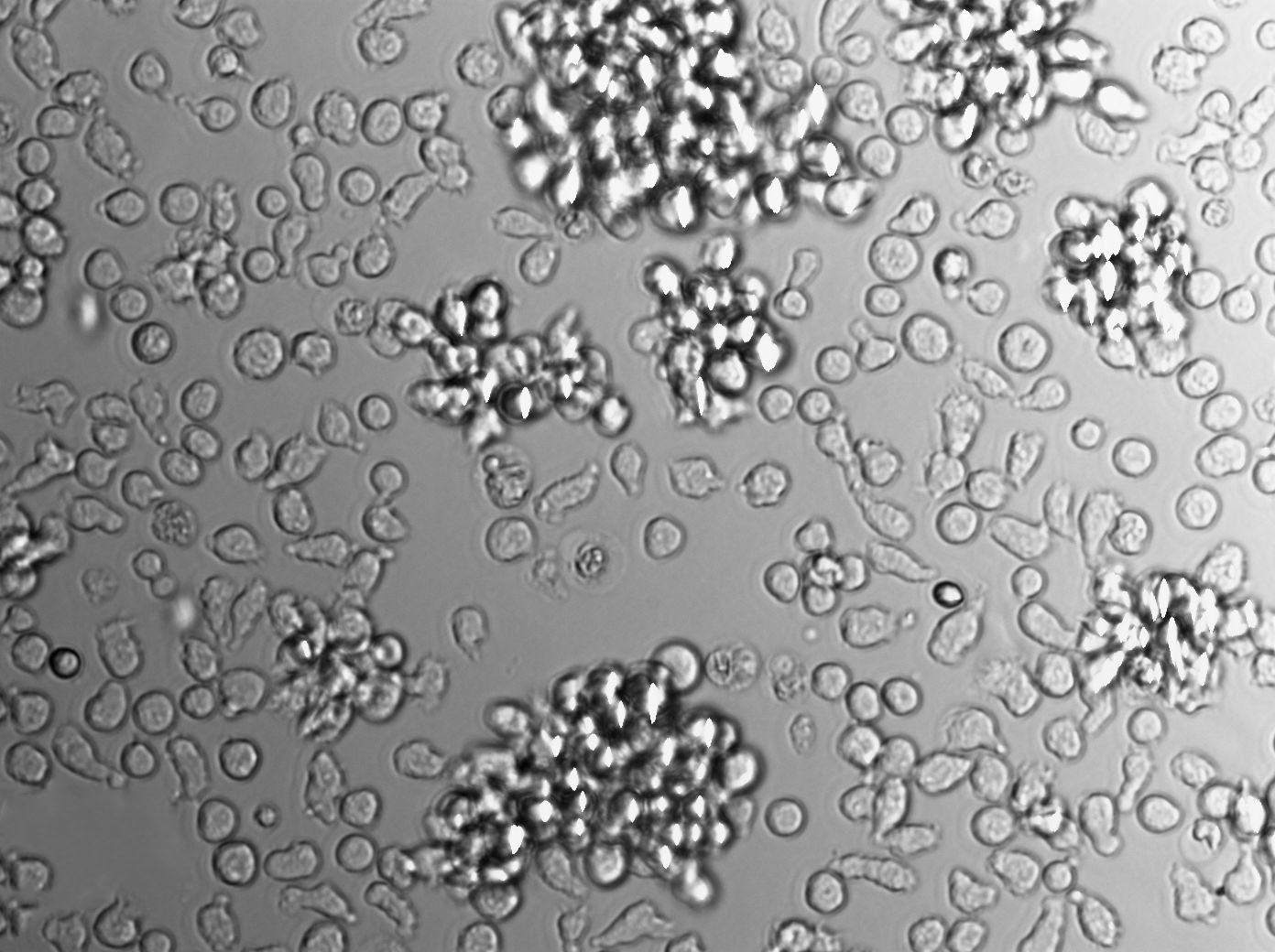 OCI-AML-3 Cell Lines:人急性髓细胞性白血病细胞(STR认证)