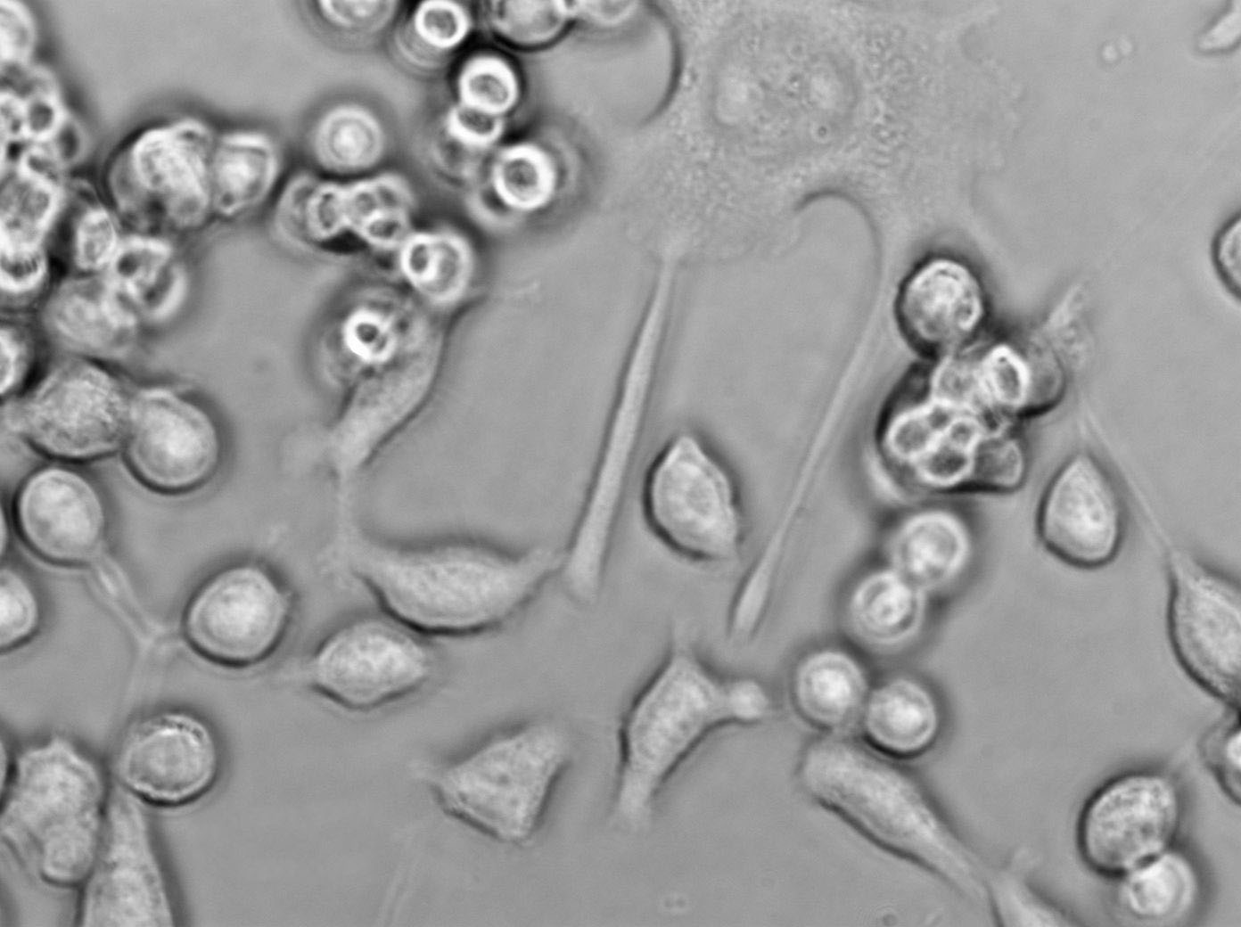 FRTL-5 Cell|大鼠甲状腺细胞