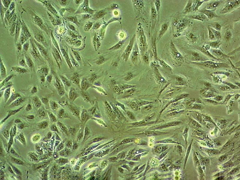 HSAEC1-KT Cell|人肺小气道上皮细胞