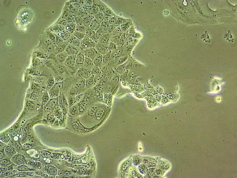 DLM8 Cell|C3H小鼠骨肉瘤细胞