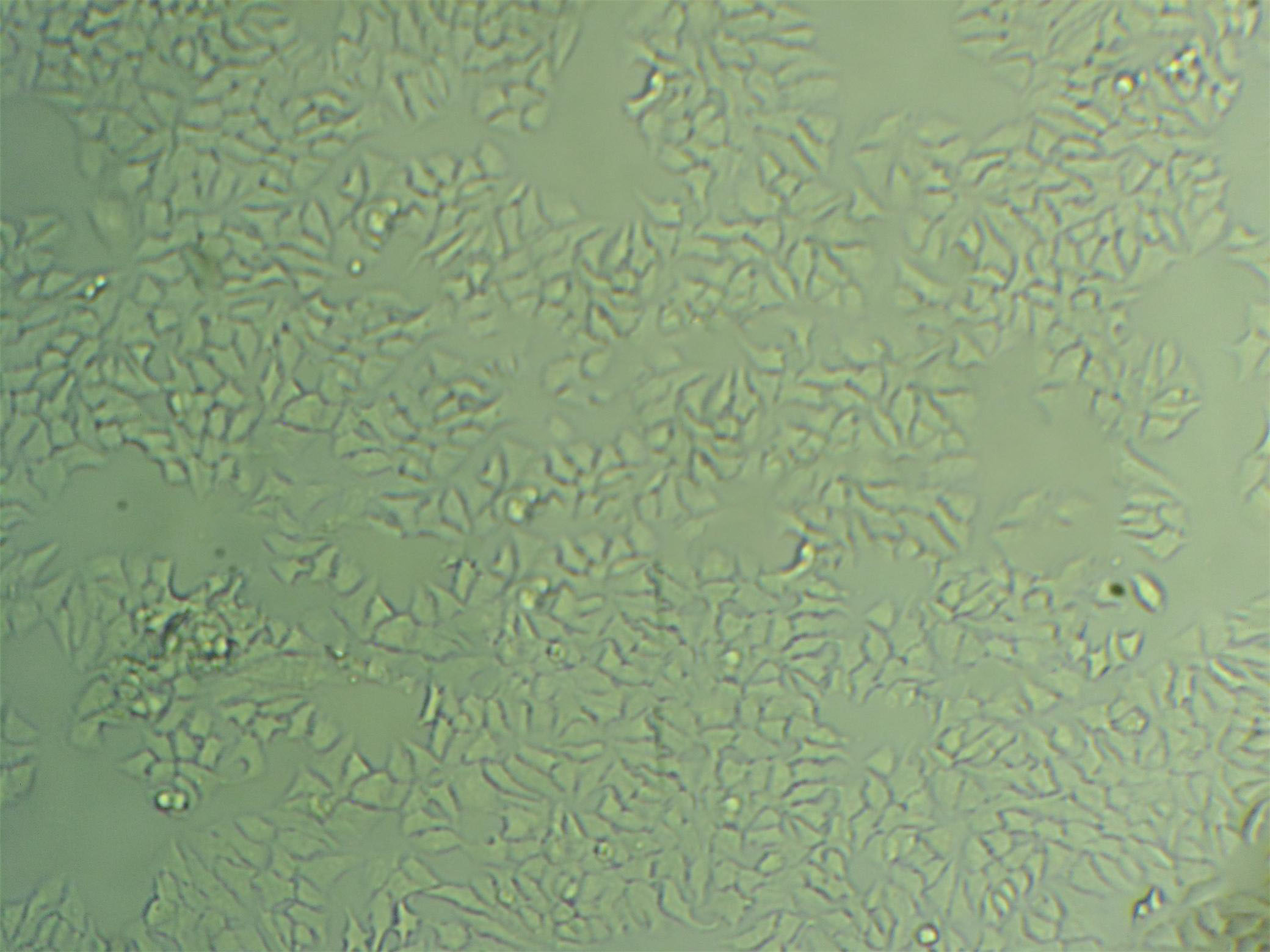 L2 Cell|大鼠肺泡上皮细胞