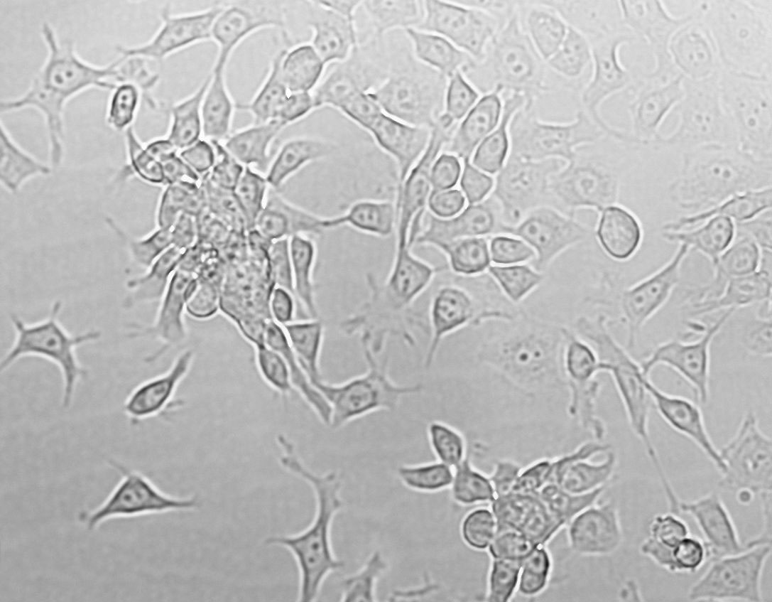 HPDE6c7 Cell|人正常胰腺导管上皮细胞