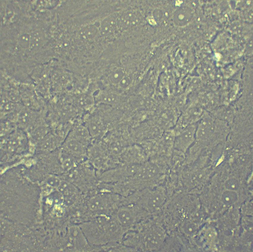 EPC Cell|大鼠血管内皮祖细胞