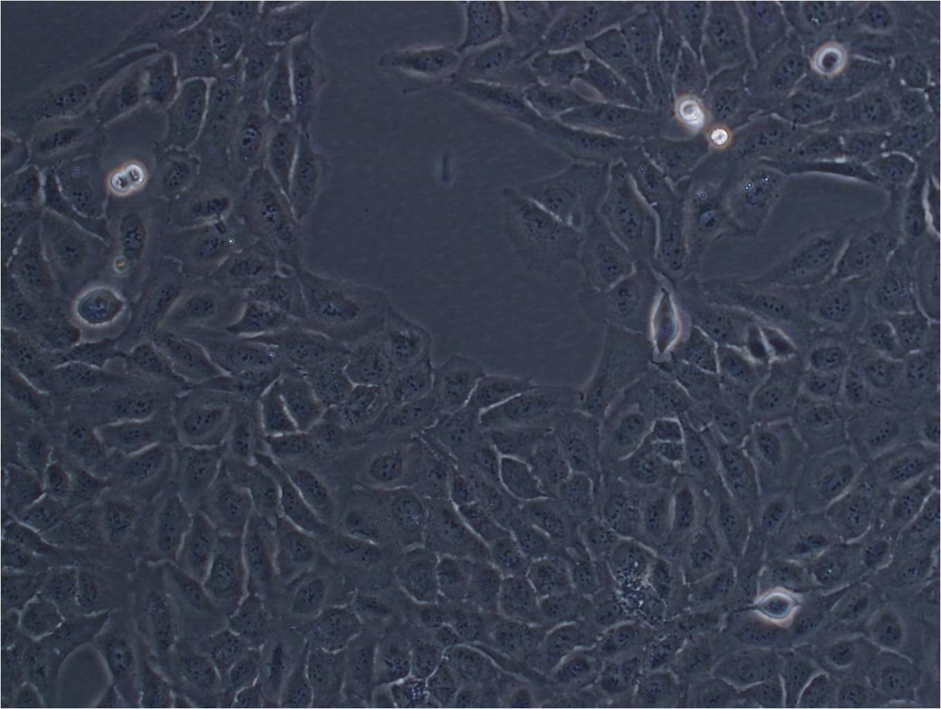 LS180 Cell|人结肠腺癌细胞