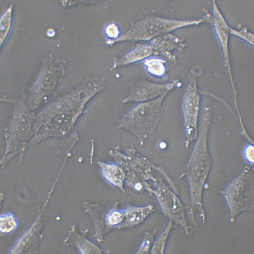 C3H/10T1/2 clone 8 Cell|小鼠胚胎成纤维细胞