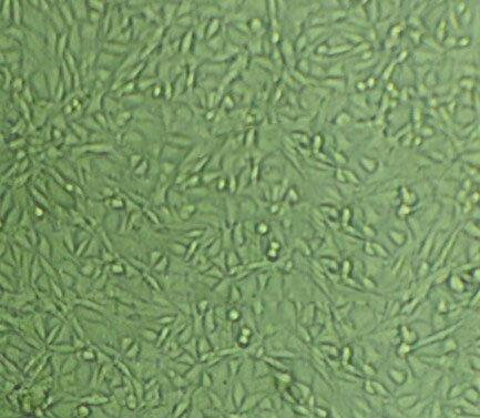 8505C Epithelial Cell|人甲状腺癌传代细胞(有STR鉴定)