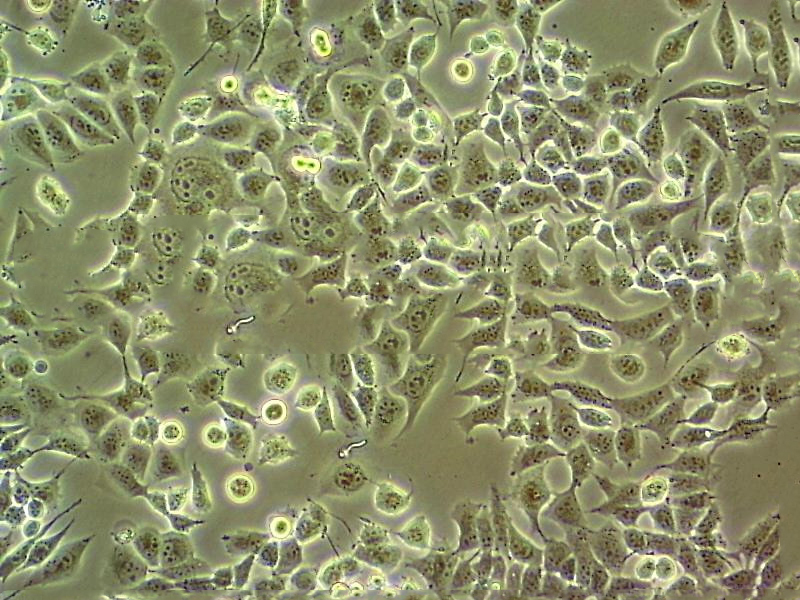 Caco-2 Epithelial Cell|人结直肠腺癌传代细胞(有STR鉴定)