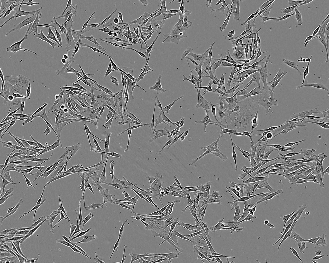 COLO 829 Fresh Cells|人黑色素瘤细胞(送STR基因图谱)