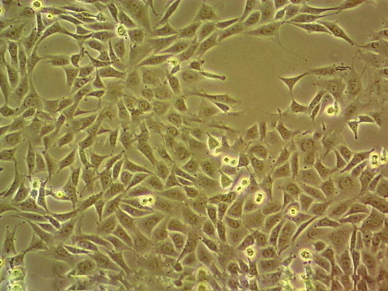 HET-1A Fresh Cells|人食管上皮细胞(送STR基因图谱)