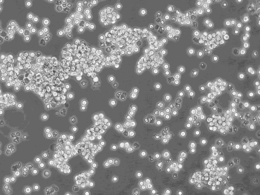 Anti-Lysozyme:溶菌酶抗体