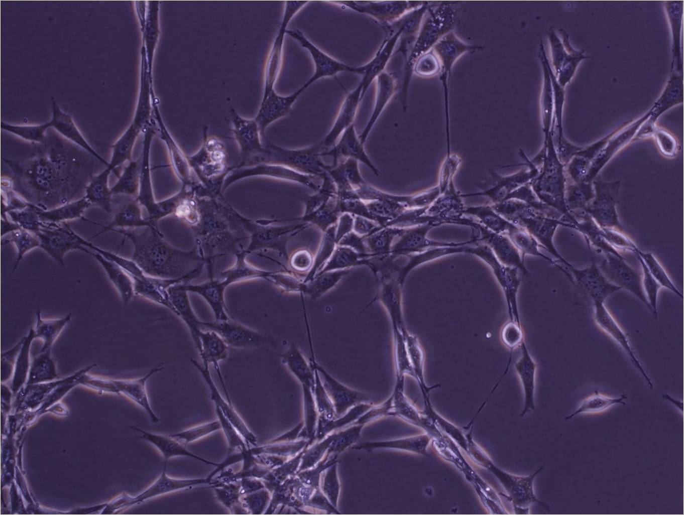 Calu-3:人肺腺癌复苏细胞(提供STR鉴定图谱)