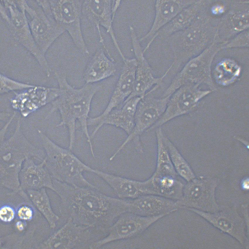 Psi2 DAP Cells(赠送Str鉴定报告)|小鼠胚胎成纤维细胞