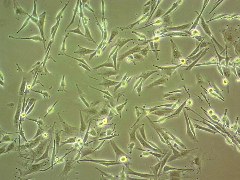 IMR-90 Cells(赠送Str鉴定报告)|人胚肺成纤维细胞