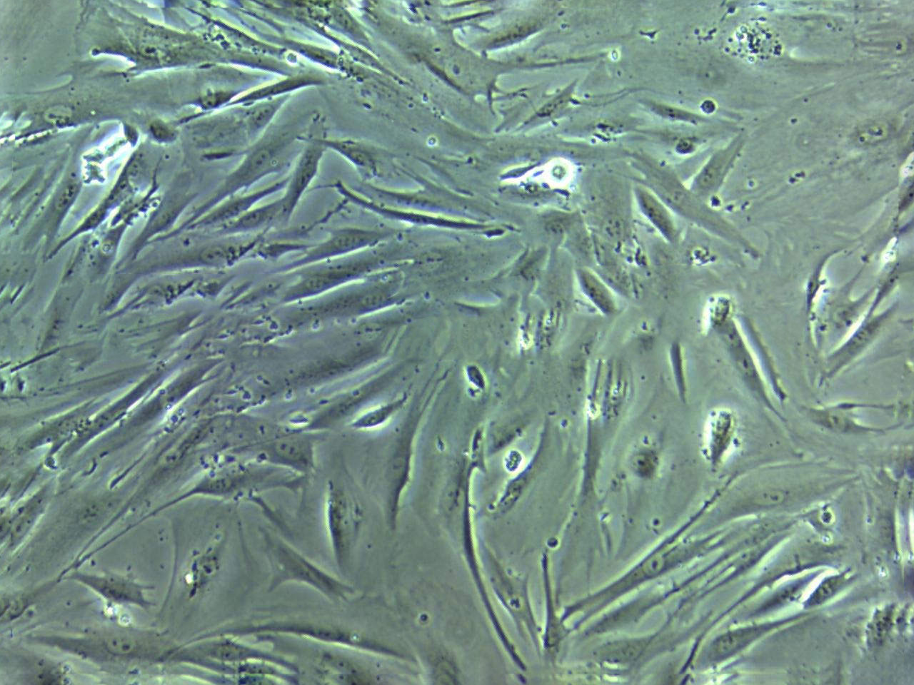 3T3-L1 Cells(赠送Str鉴定报告)|小鼠前脂肪胚胎成纤维细胞