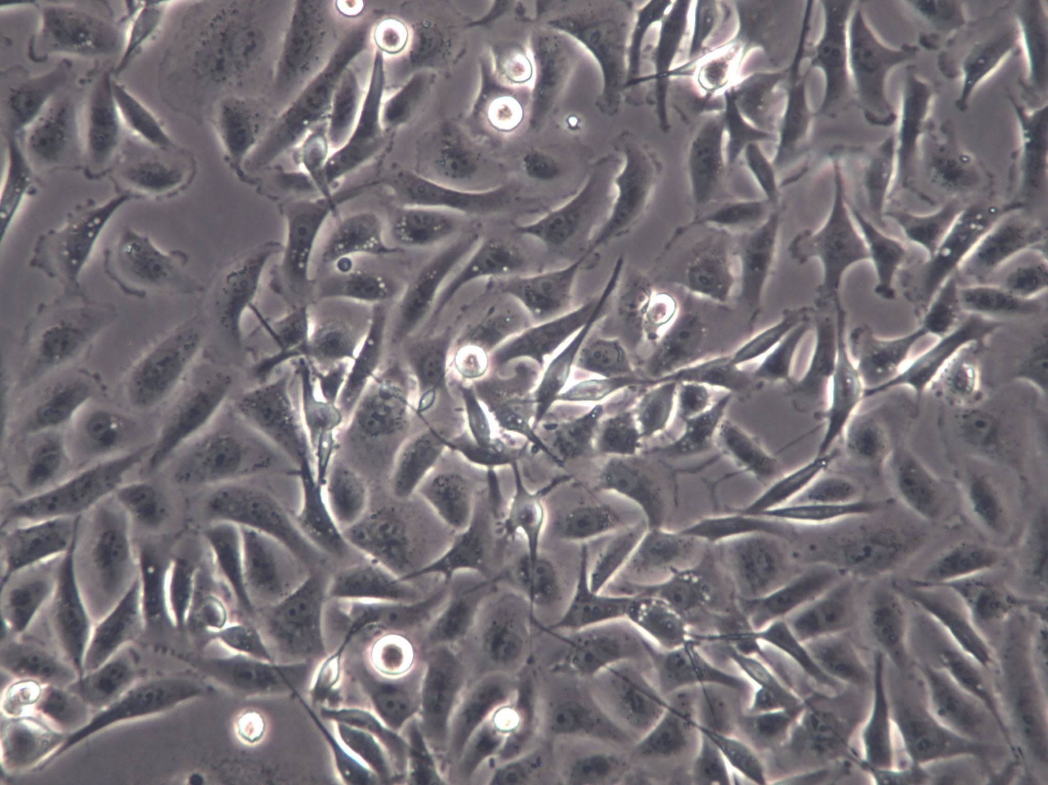 HCC2108 Cells(赠送Str鉴定报告)|人肺癌腺癌细胞