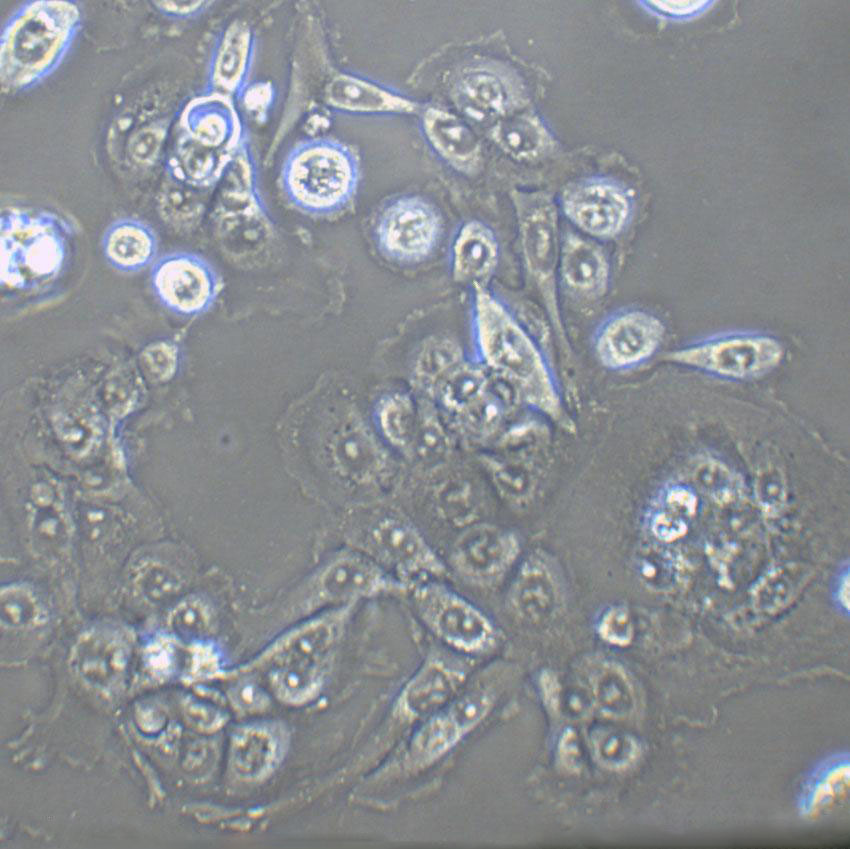 NCI-H660 Cells|人小细胞癌克隆细胞