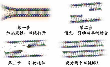 隐孢子虫/蓝氏贾第鞭毛虫(CT/GL)核酸试剂盒