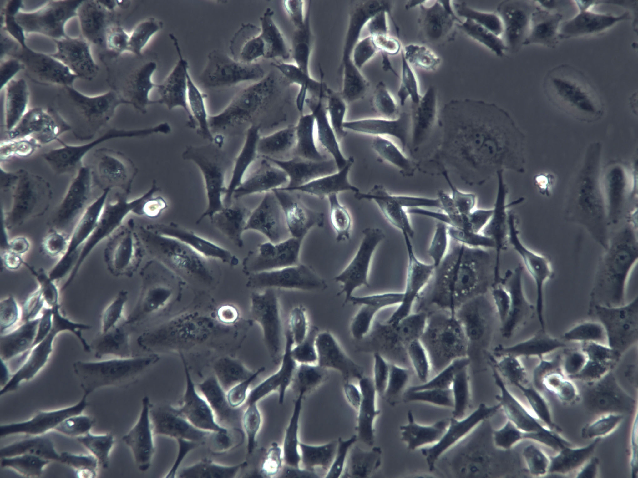 HS-5 Cells|人骨髓基质克隆细胞