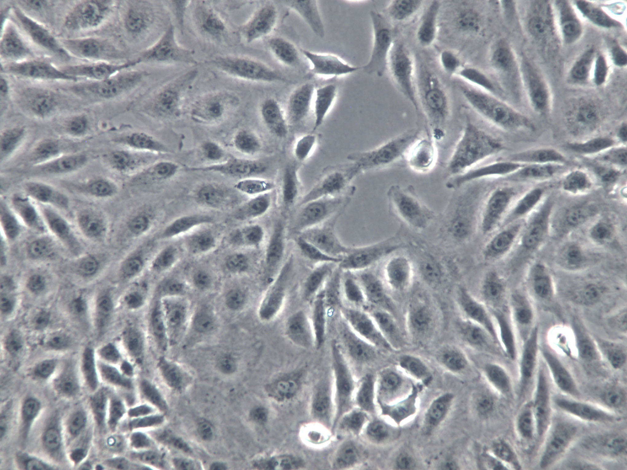 hCMEC/D3 Cells|永生化人脑微血管内皮克隆细胞